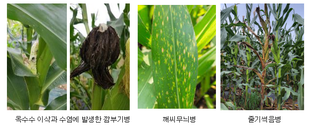  옥수수 주요 병, 이렇게 방제하세요