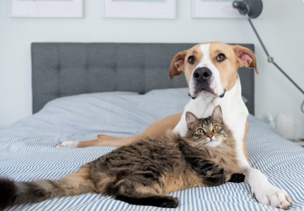침대에 앉는 고양이와 개.