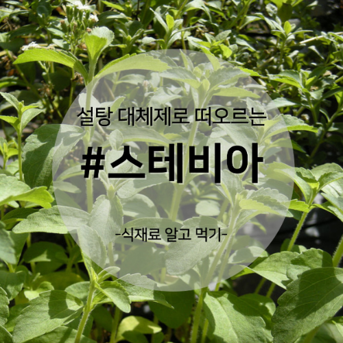  알고 먹기 1. #스테비아