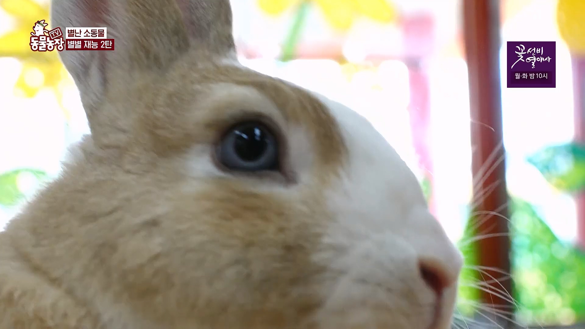 TV 동물농장.E1113.230326p.H264-F1RST.mp4_20230326_172507.836.jpg