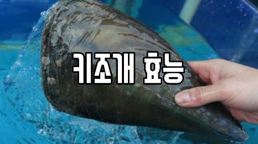 키조개 효능 알아아보기