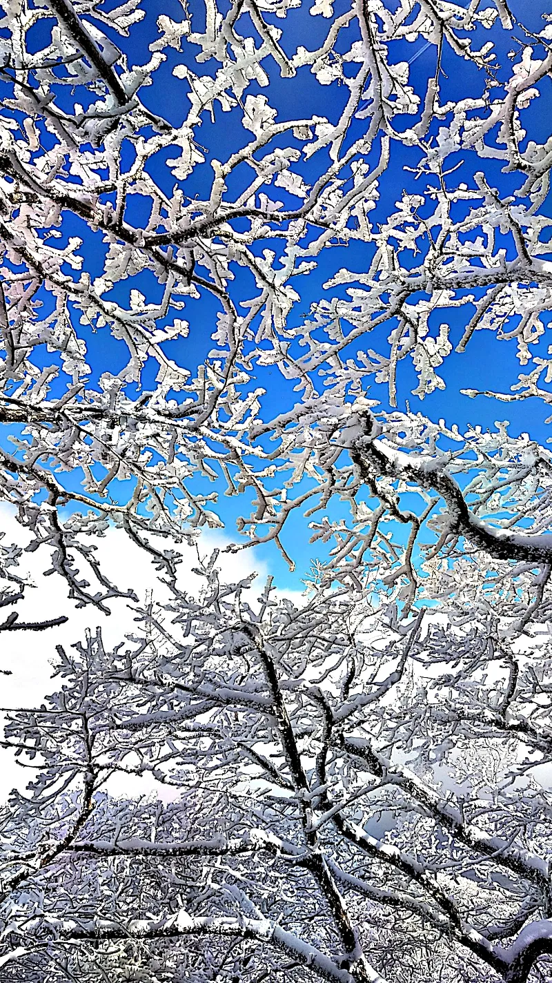 제주 한라산 설경 눈꽃