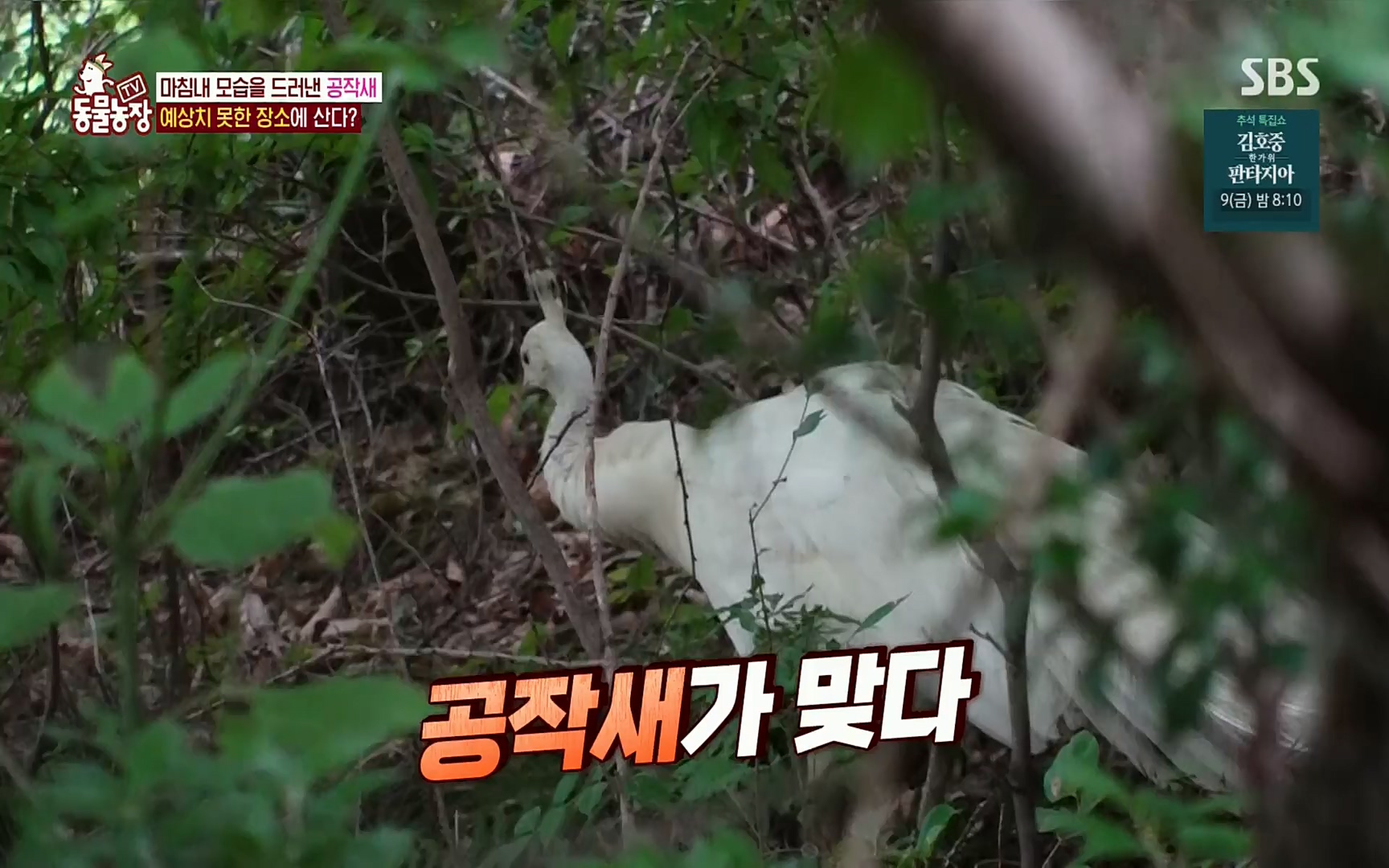 TV 동물농장.E1084.220828p.H264-F1RST.mp4_20220828_154048.493.jpg