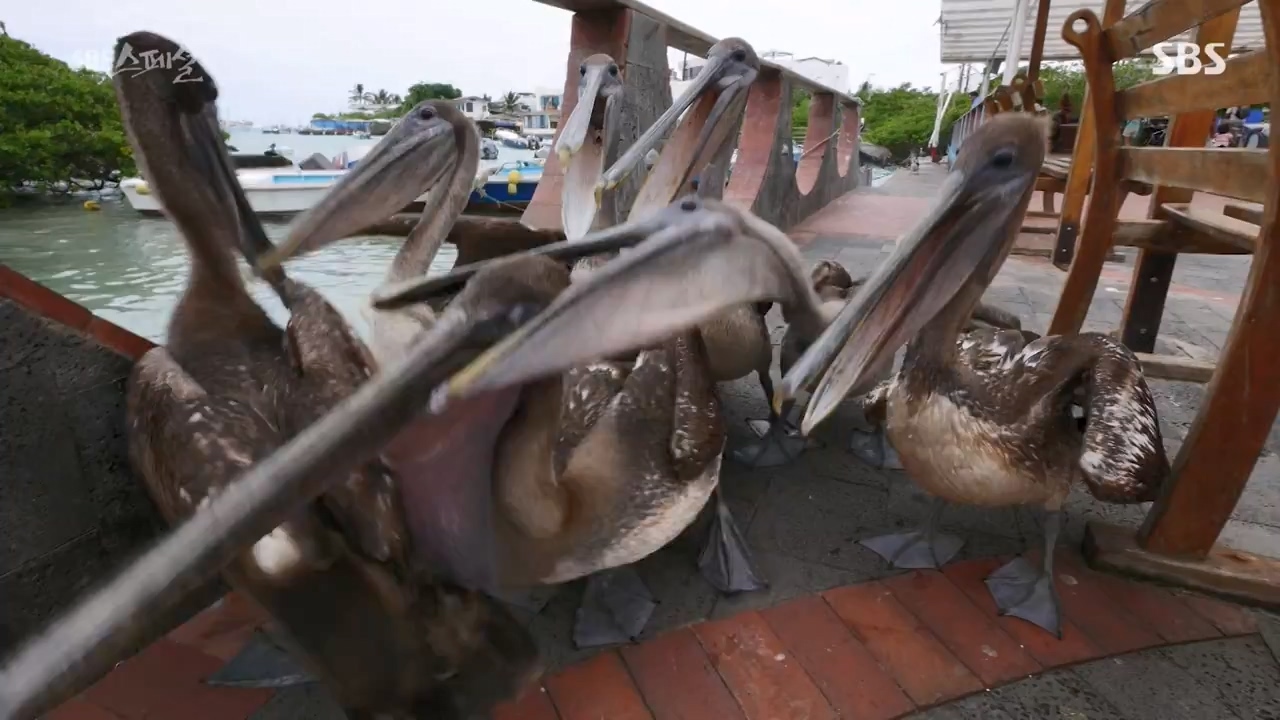 일요특선 다큐멘터리.E325.230724p-NEXT.mp4_20230726_213104.156.jpg