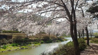 벚꽃 명소