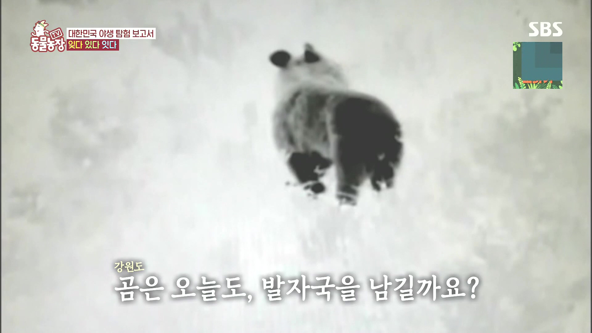 TV 동물농장.E1185.240818p.H264-F1RST.mp4_20240818_161329.570.jpg