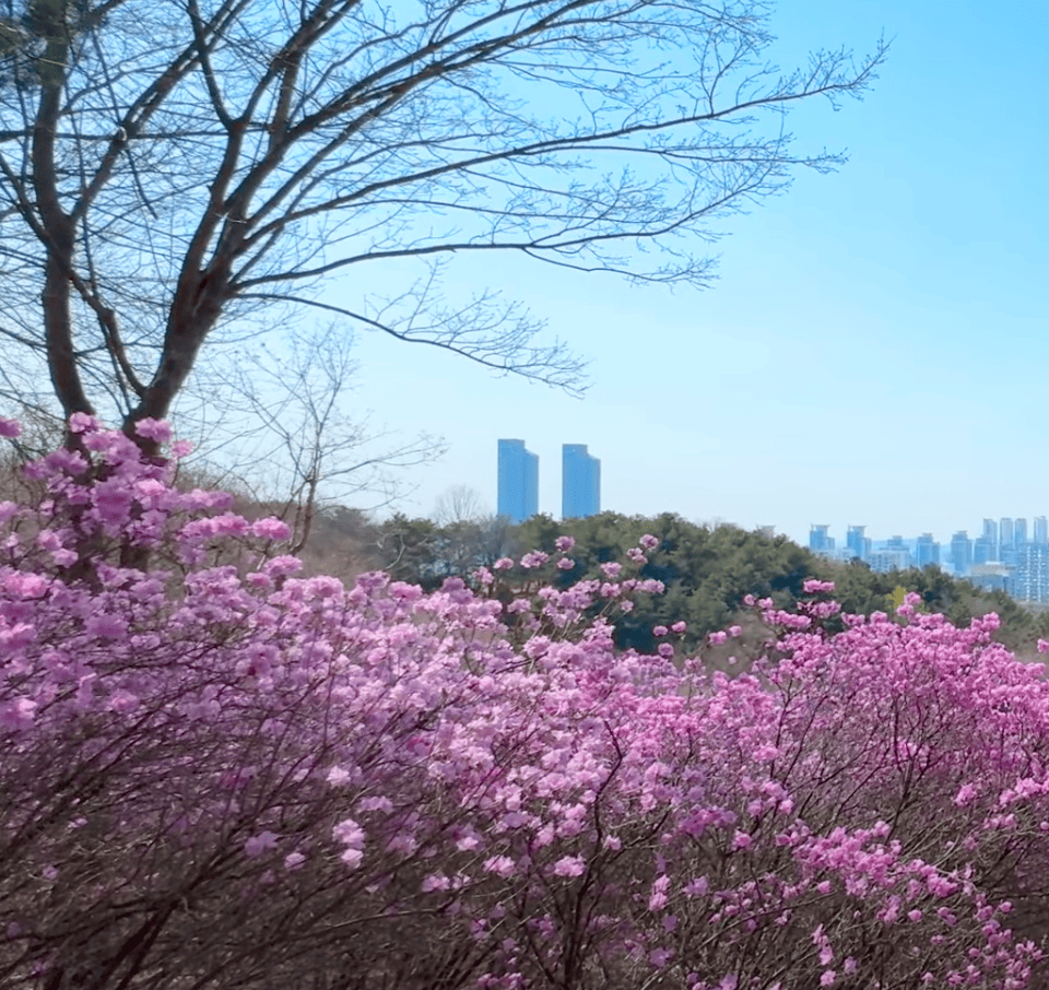 군포 철쭉동산