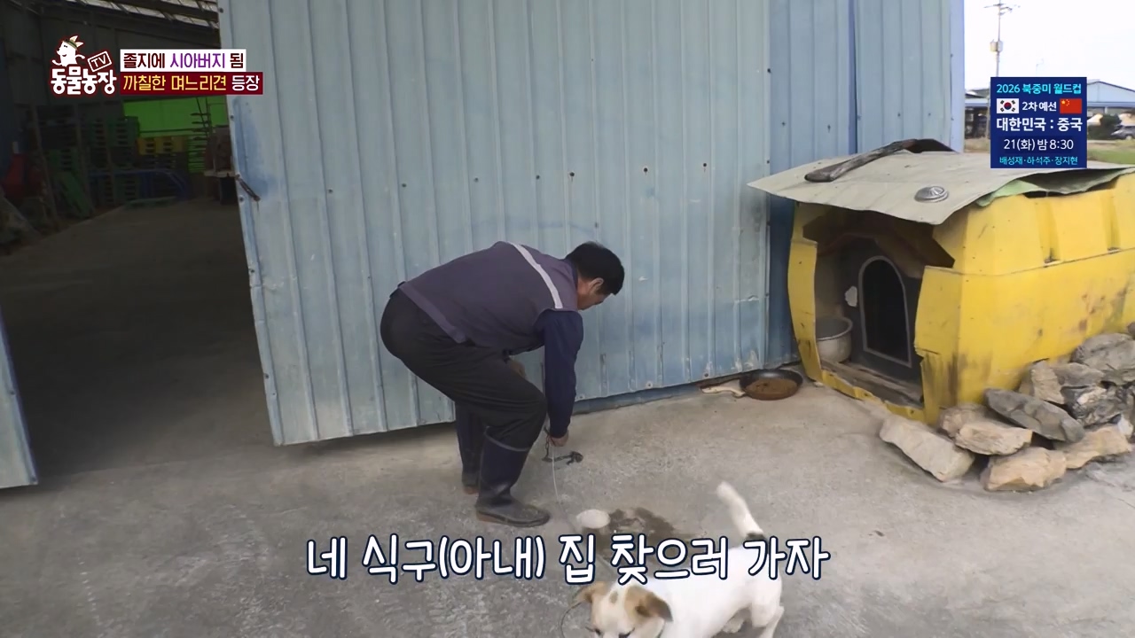 TV 동물농장.E1146.231120p-NEXT.mp4_20231119_175302.203.jpg