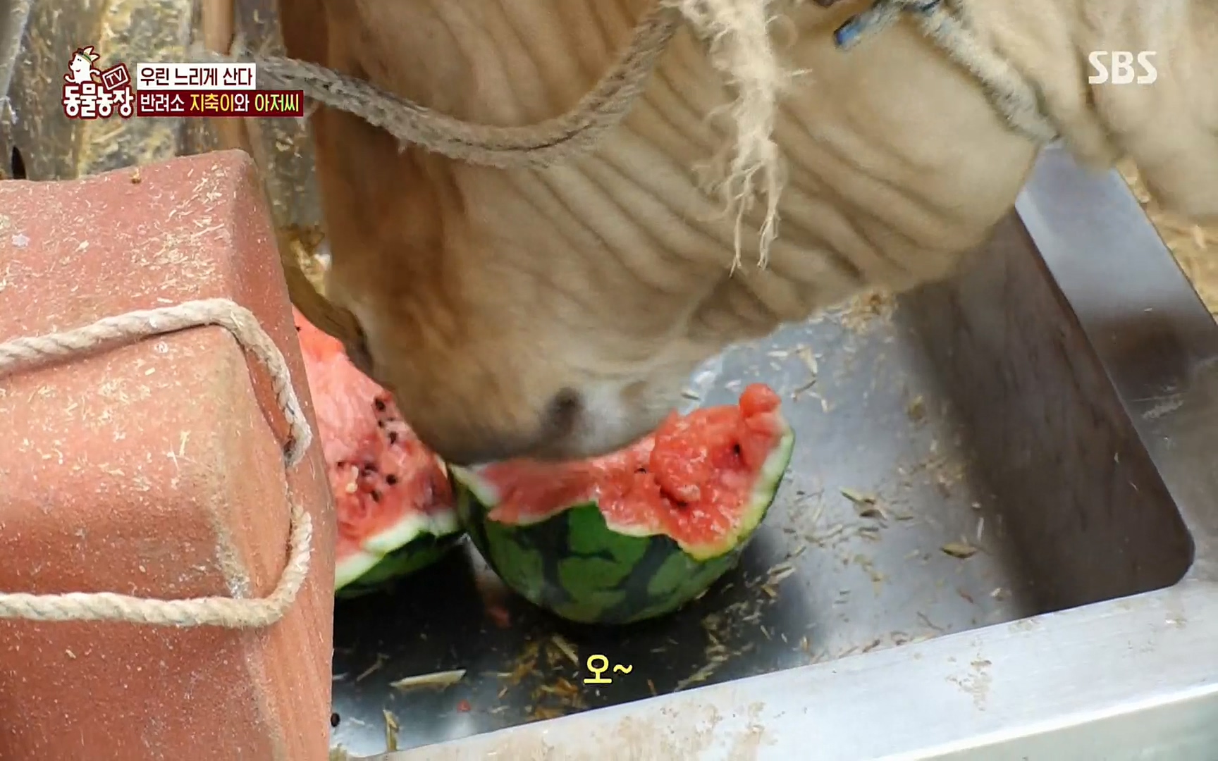 TV 동물농장.E1074.220619p.H264-F1RST.mp4_20220619_181410.934.jpg