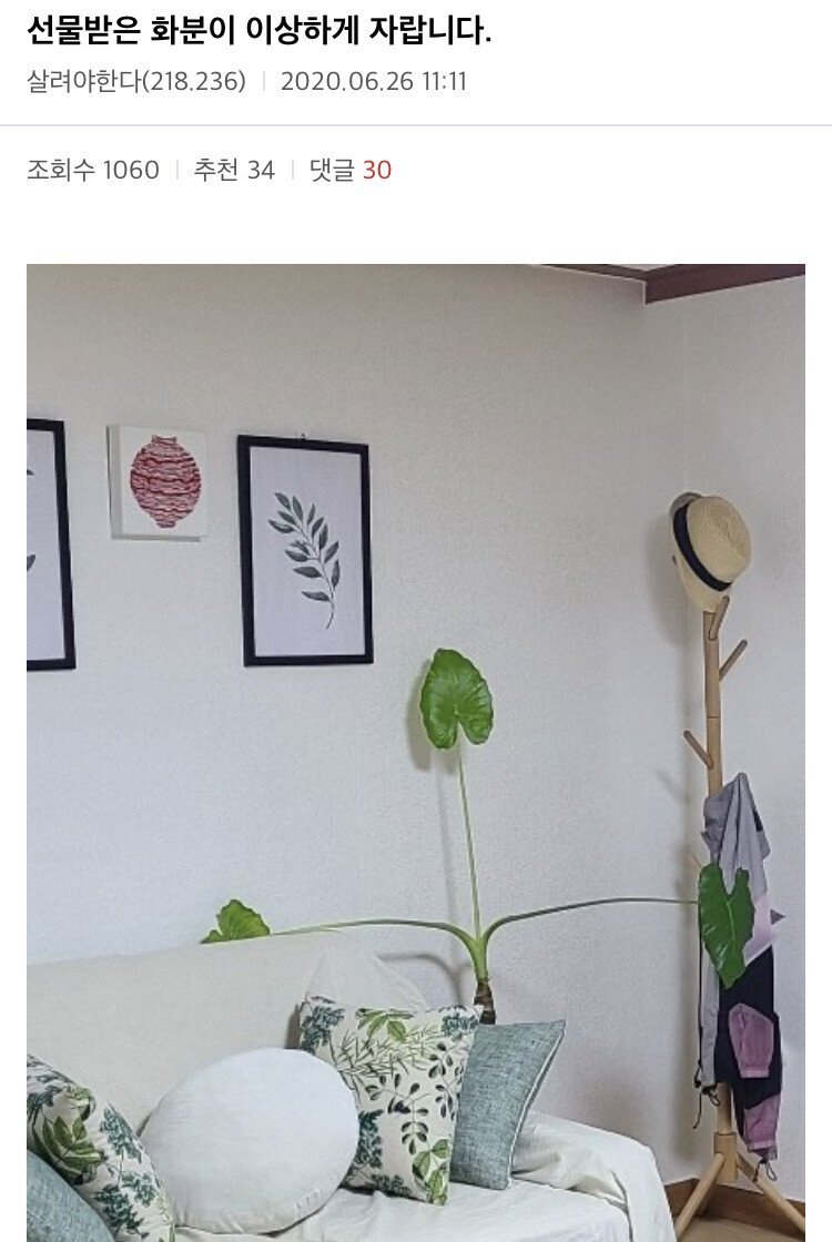  선물받은 화분이 이상하게 자라요