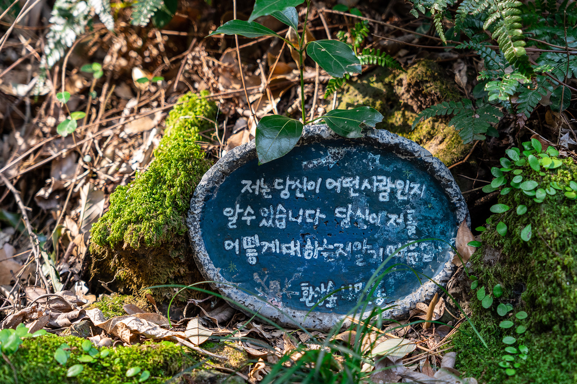 환상숲 곶자왈 공원