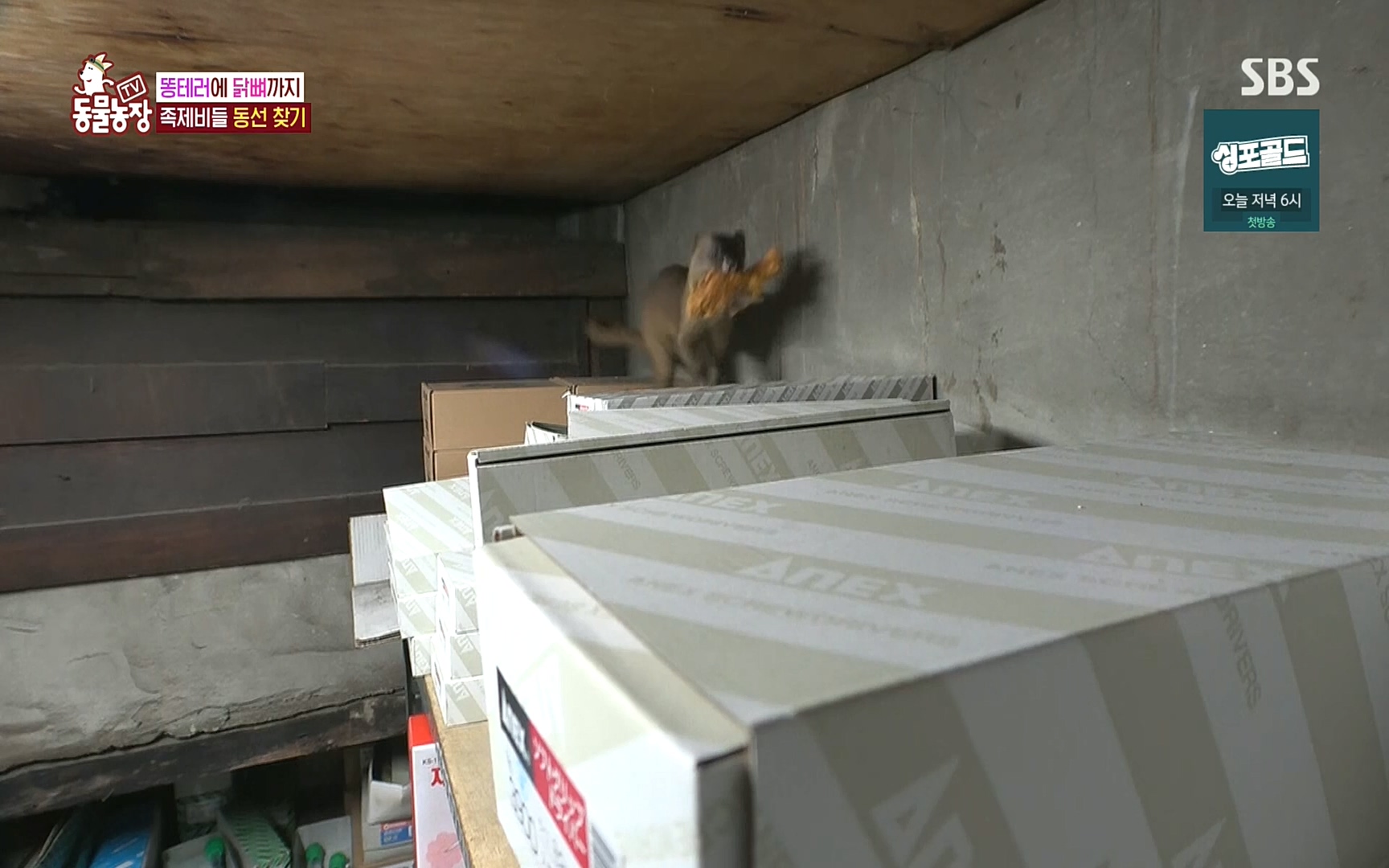 TV 동물농장.E1088.220925p.H264-F1RST.mp4_20220925_174401.352.jpg