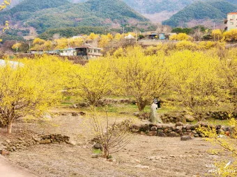 구례 산수유축제 기간 산수유마을 개화시기_2