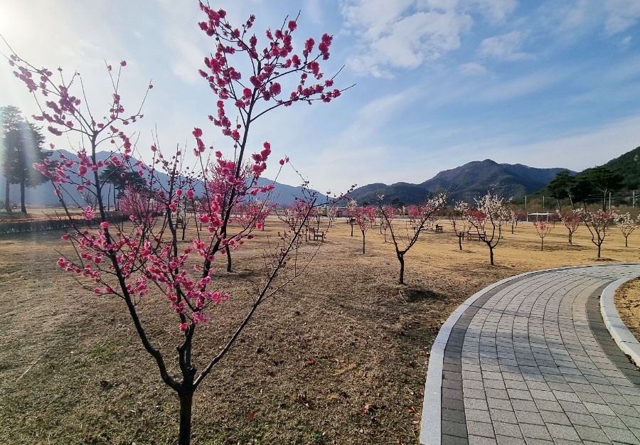 양산 가야진사파크골프장 (원동파크골프장, 진사파크골프장) 경남 양산시 원동면 용당들길 43-62