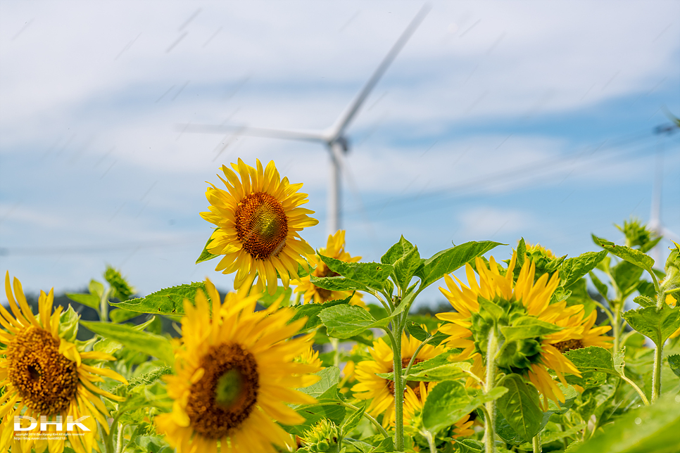 국내 1박2일 여름 여행 추천1박2일 서해 섬여행 신안 가볼만한곳 자은도 1004뮤지엄파크 세계조개박물관, 해바라기 15