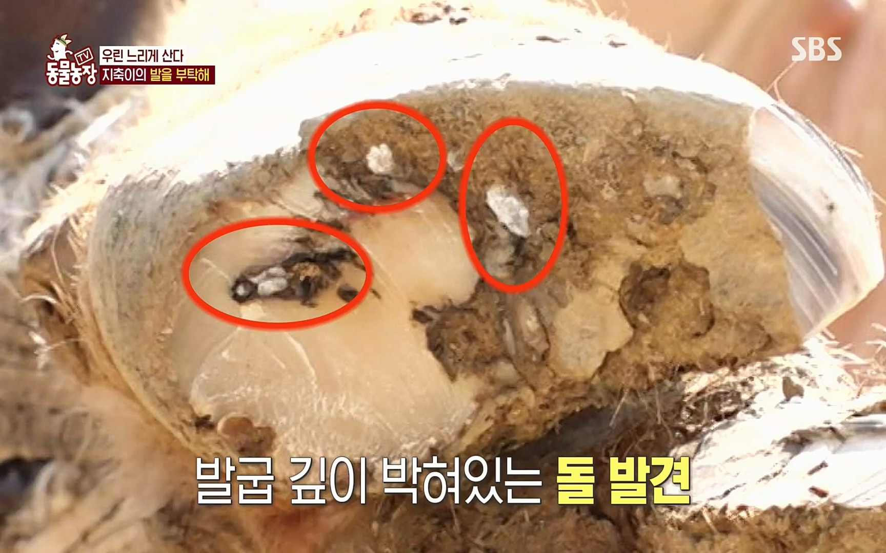 TV 동물농장.E1074.220619p.H264-F1RST.mp4_20220619_181752.481.jpg