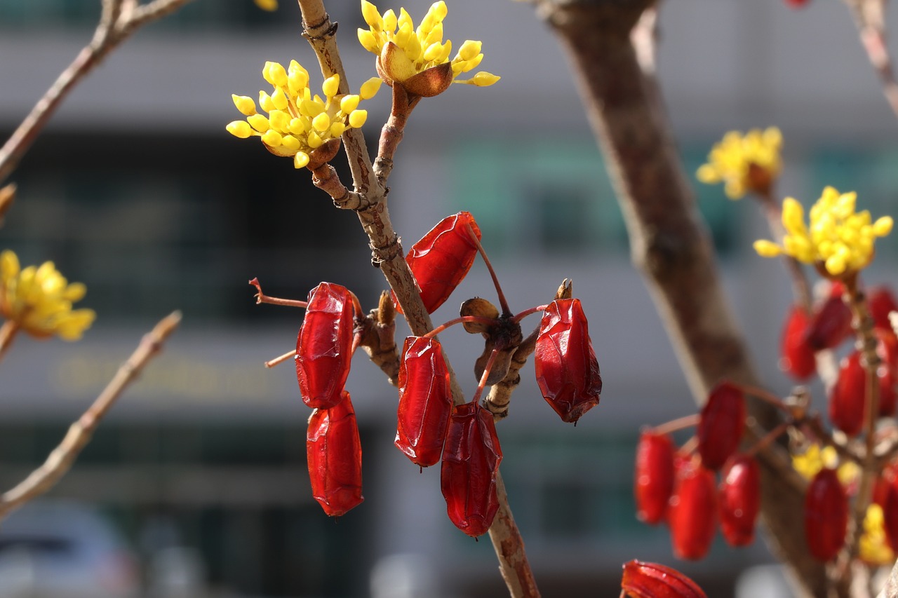 산수유열매