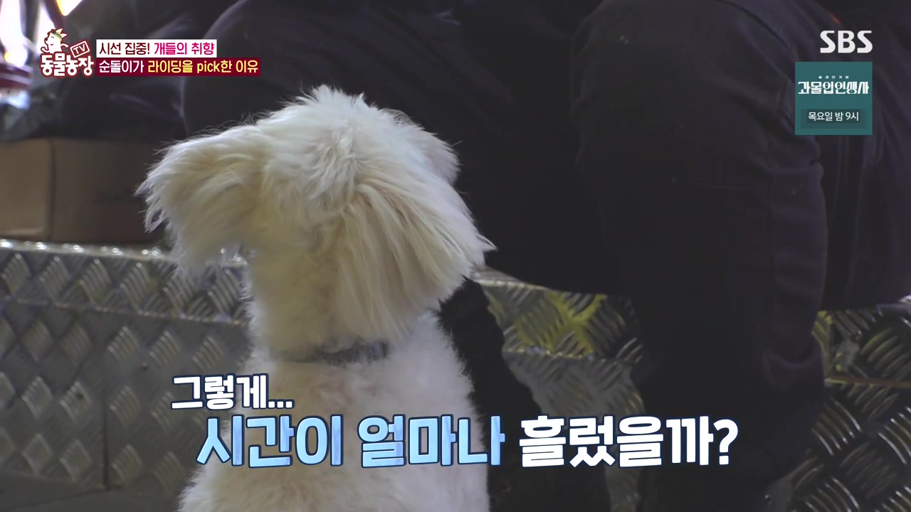 TV 동물농장.E1152.231232p-NEXT.mp4_20231231_165740.293.jpg