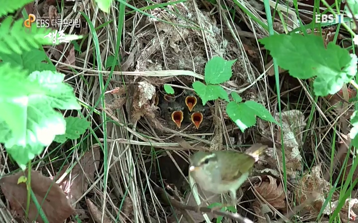 EBS 다큐프라임_ 220628.avi_20220629_210202.760.jpg