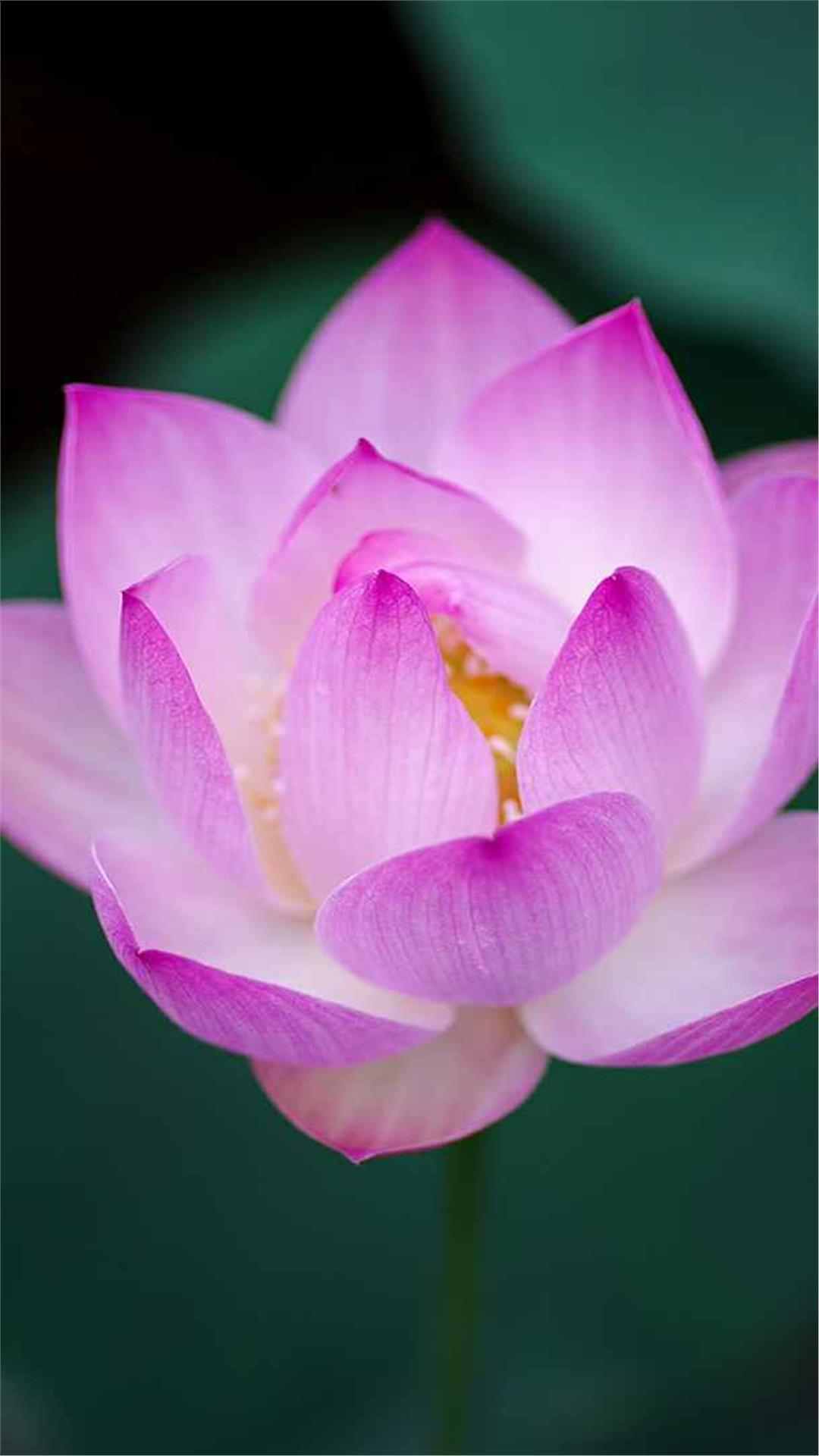 Lotus Flower iPhone Wallpaper