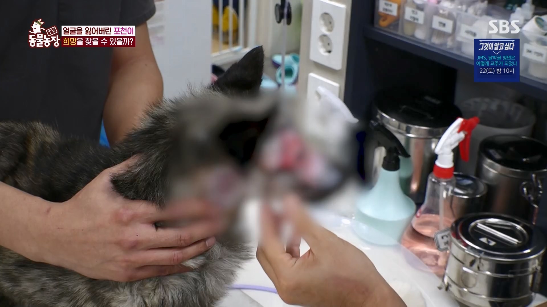TV 동물농장.E1116.230416p.H264-F1RST.mp4_20230418_194214.260.jpg