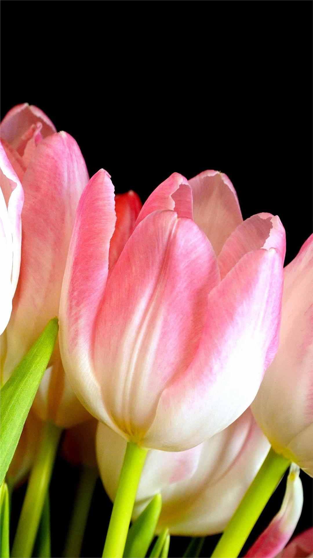 Tulip Flower iPhone Wallpaper