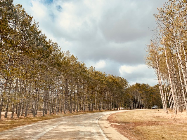 긴-나무숲-도로가-보이는-모습