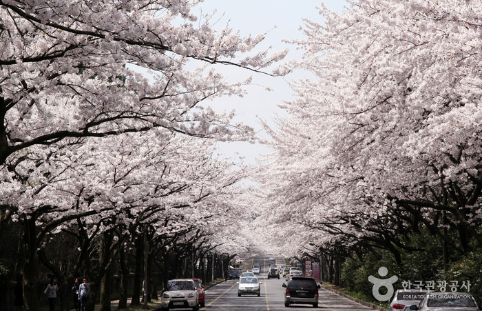 제주도 벚꽃명소