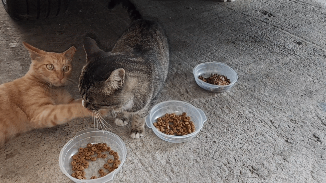 밥-그릇-빼앗겨서-뺏은-고양이-혼내는-고양이. .