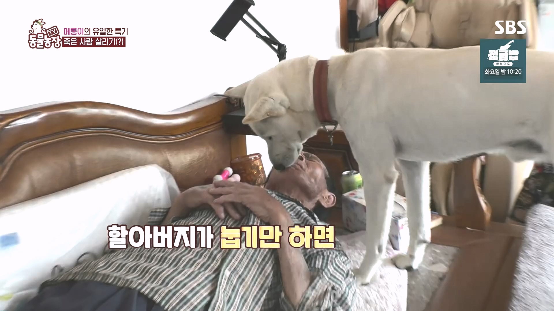 TV 동물농장.E1185.240818p.H264-F1RST.mp4_20240818_161558.912.jpg