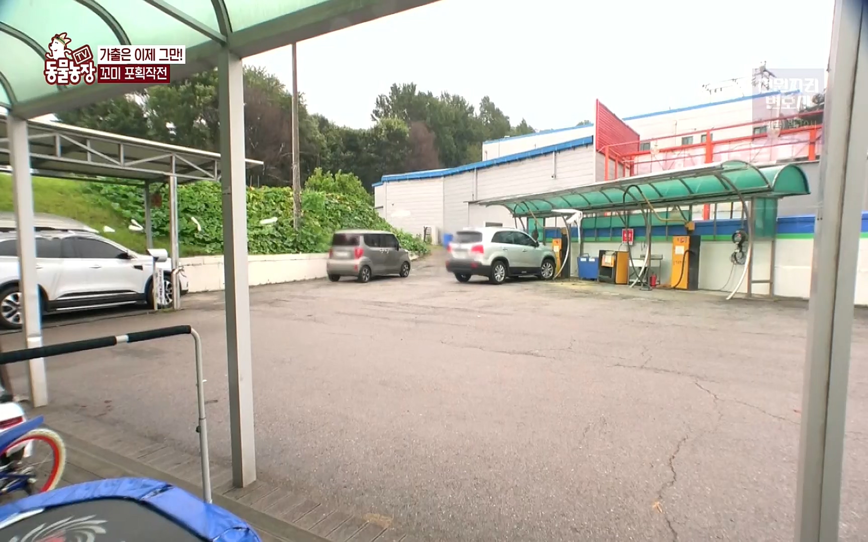 TV 동물농장.E1086.220911p.H264-F1RST.mp4_20220911_175409.419.jpg