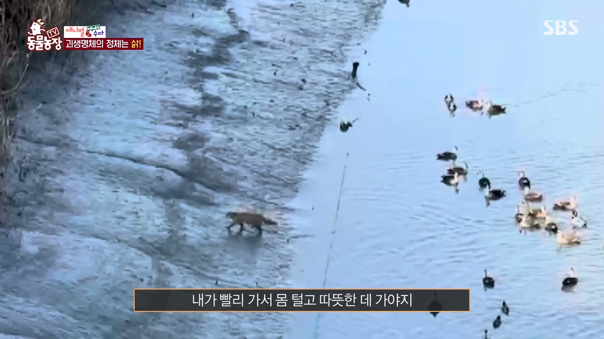 TV 동물농장.E1164.240324p-NEXT.mp4_20240324_172341.324.jpg