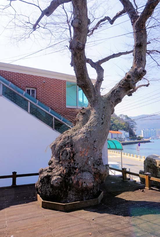 느티나무마을 이미지