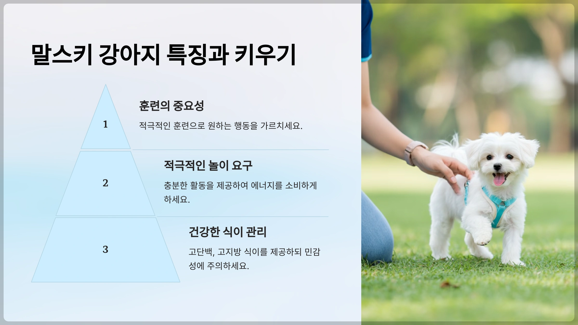 말스키 강아지의 특징과 키우기