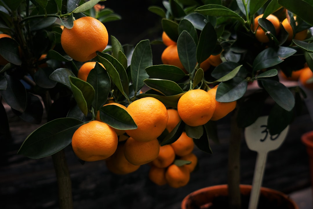 Clementine