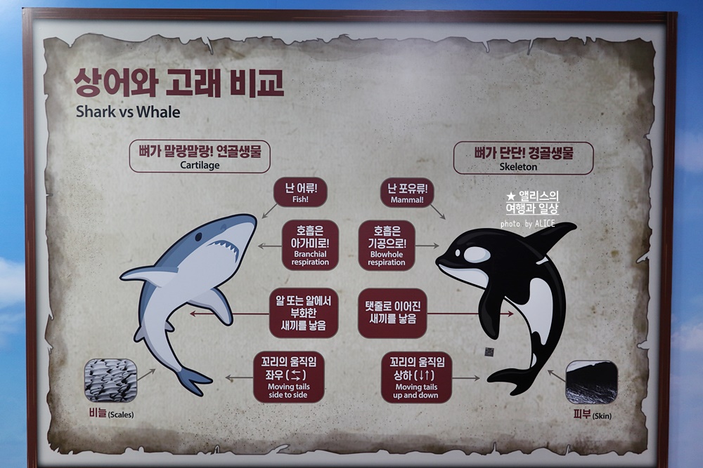 부산 해운대 아쿠아리움 할인가격 예약방법 상어체험존 후기
