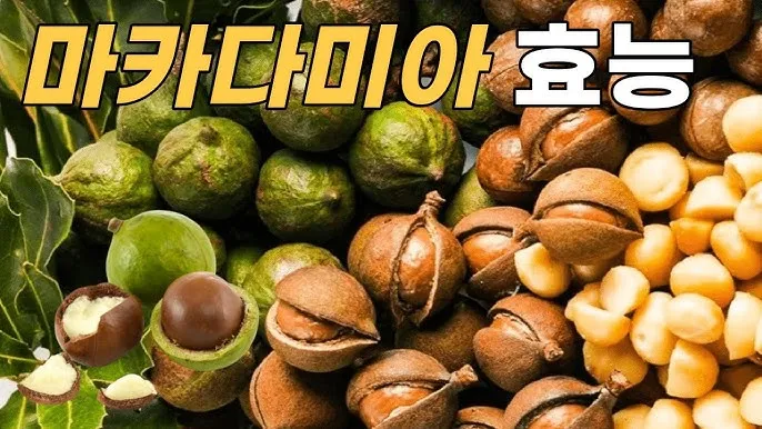 마카다미아 효능 부작용 섭취량_8