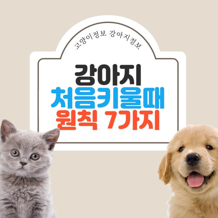 강아지-처음-키울때-원칙-썸네일