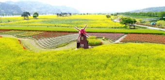 창녕 남지 유채꽃축제 일정 맛집 코스_5