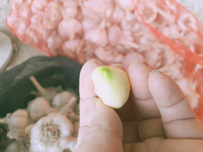 클로로필이 보이는 홍산마늘