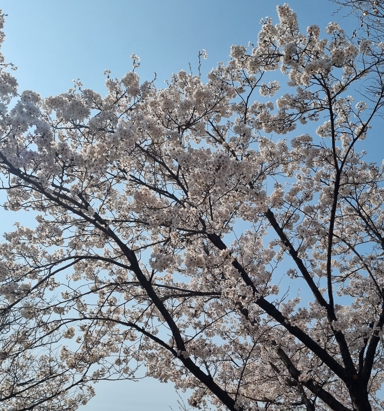  2023년 4월 전국 축제 정보 알아보기