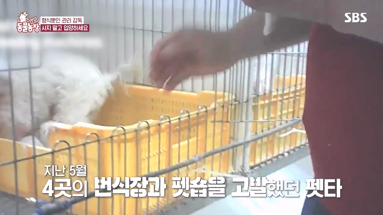 TV 동물농장.E1142.231023p-NEXT.mp4_20231022_174020.212.jpg