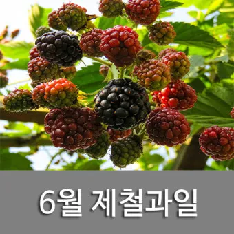 6월 제철 과일 추천 여름 과일 종류_22