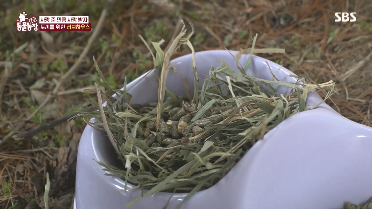 TV 동물농장.E1167.240415p-NEXT.mp4_20240414_160928.220.jpg