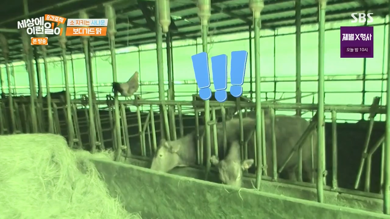순간포착 세상에 이런일이.E1262.240128p-NEXT.mp4_20240128_184857.094.jpg