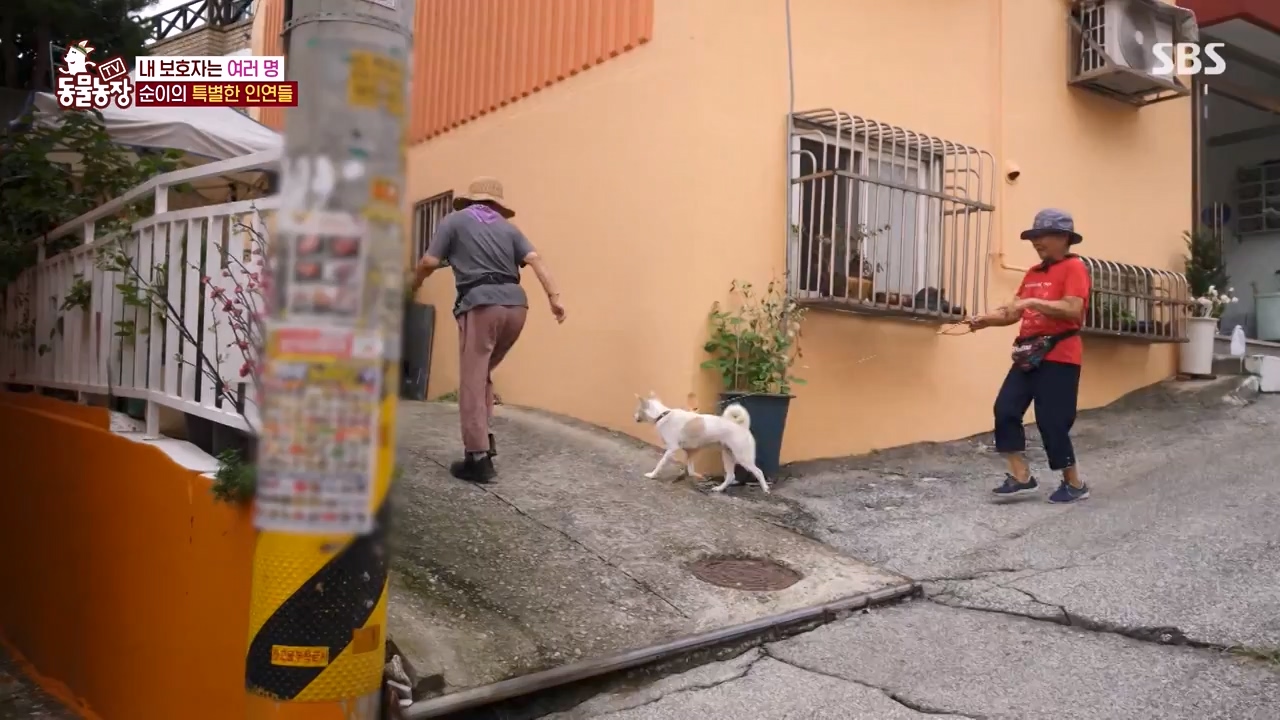 TV 동물농장.E1143.231030p-NEXT.mp4_20231029_164057.715.jpg