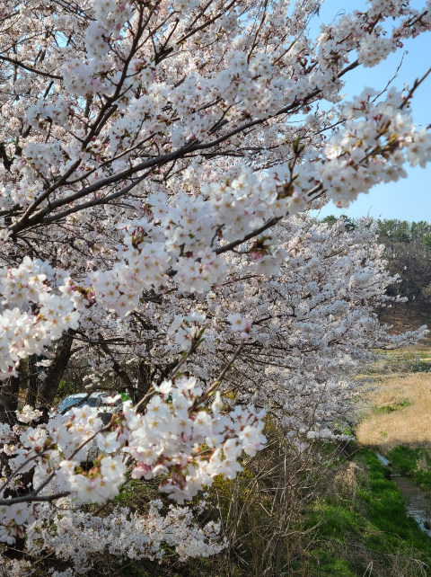 대청호 벚꽃축제1