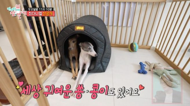 최다니엘 강아지