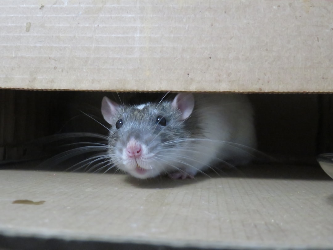 Rats