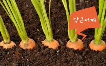 당근 수확시기 파종시기 효능 요리법_2